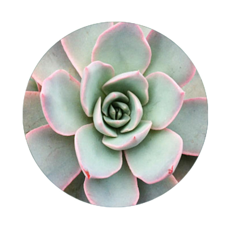 Animals and Their Owners